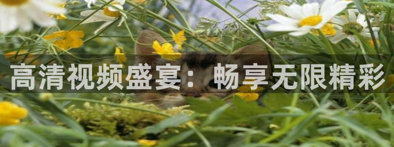 松鼠平台：高清视频盛宴：畅享无限精彩