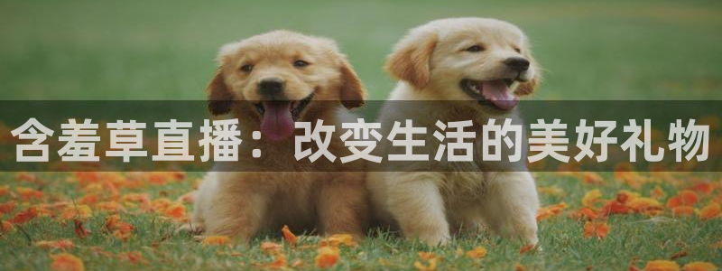 松鼠看球直播：含羞草直播：改变生活的美好礼物